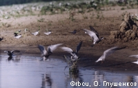 ������� ����� 2